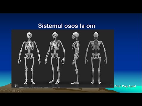 Sistemul locomotor. Sistemul osos la om