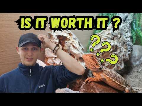 10 Reasons You Should and Shouldn’t Get a Pet Reptile | The Honest Truth