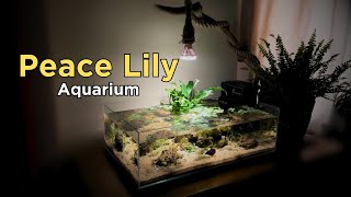 How To: I made a Peace Lily Aquarium for my new Betta Fish (No CO2 Aquascape Tutorial)
