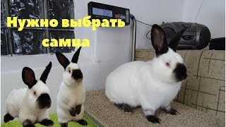 Выбор самца кролика для воспроизводства