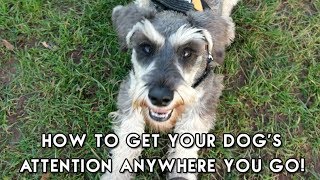 How To Get Your Dog to Focus Anywhere!