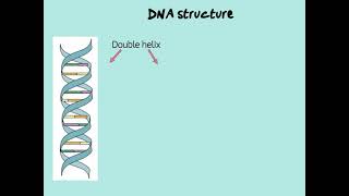 DNA structure