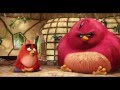 Nice Chatting With You Clip THE ANGRY BIRDS MOVIE In Cinemas May 12