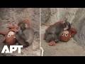 Baby Monkey Punch S Tender Moments With His Orangutan Toy Melt Hearts Worldwide APT