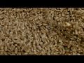 How to clean wheat at home