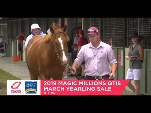 2019 Magic Millions March QTIS Sale - How to inspect a yearling