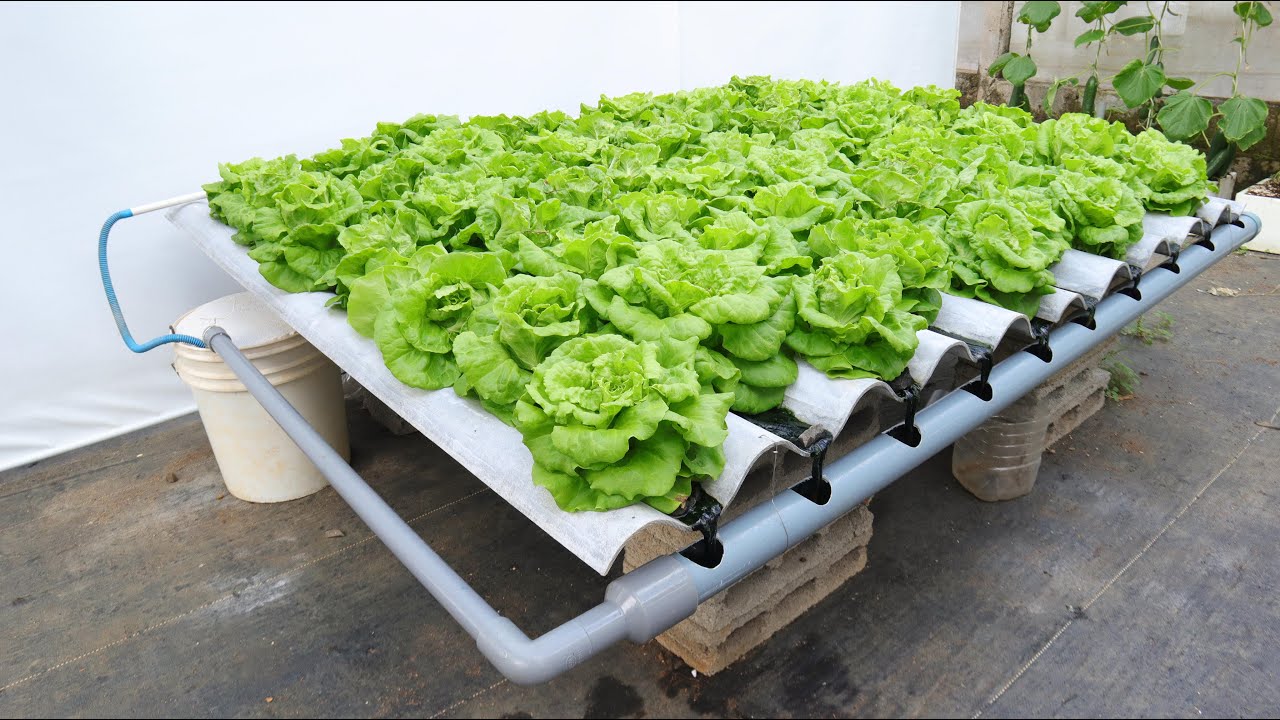No watering - No soil - Unique method of growing vegetables on corrugated iron roofs