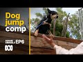 Extreme Aussie working dog jumping competition 🚧🐕 | Aussie Animals Ep6 | ABC Australia