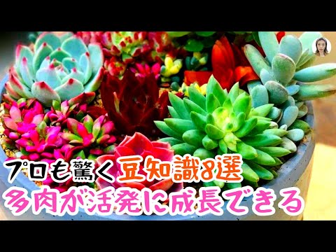 豆を好む:これは注意する必要があることです 植物