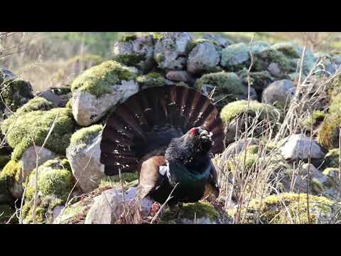 Spelgalen tjädertupp