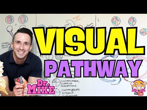 Visual Pathway