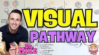 Visual Pathway