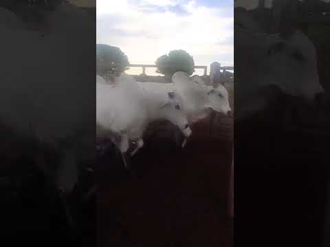 OFERTA DE BOI GORDO - SANTA RITA DO TOCANTINS TO | APP AGROBRAZIL