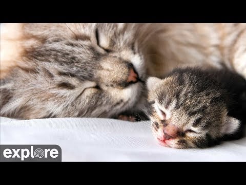 Live webcam view of Baby Kitten Nursery Cam