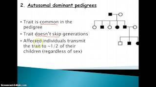Pedigree Worksheet Explanation