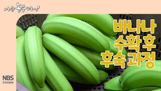 [나는농부다 243회] 바나나 수확 후 후숙 과정