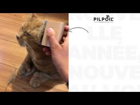 Vidéo client chat poils courts 2
