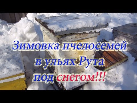 ОТКАПЫВАЮ УЛЬИ РУТА ИЗ СУГРОБОВ СНЕГА И КАК ОНИ ПЕРЕЗИМОВАЛИ НА ВОЛЕ??? от А до Я КАРНИКА 🔥🔥