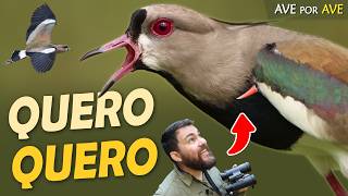 Miniatura do vídeo