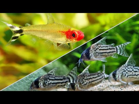 Top 5 Schooling Fish to Help Shy or Aggressive Fish