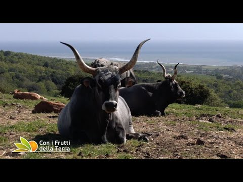 Tolfa: pascolo vista mare per le maremmane