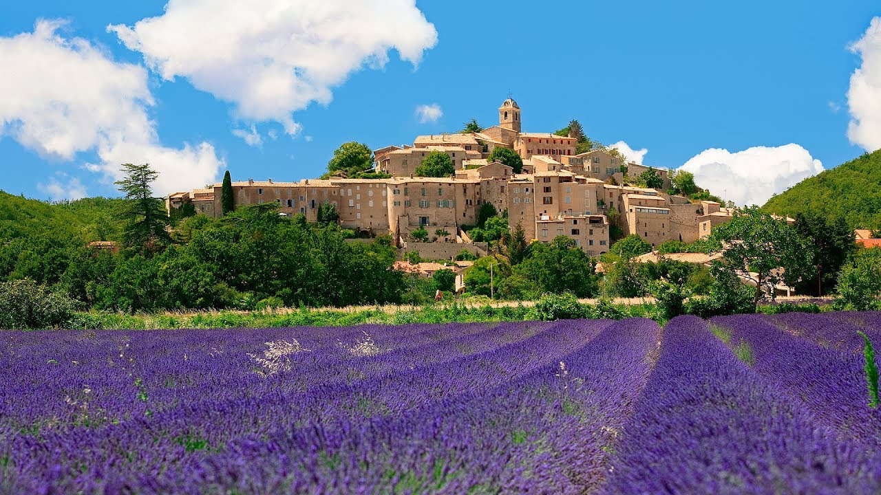 Lavender Field