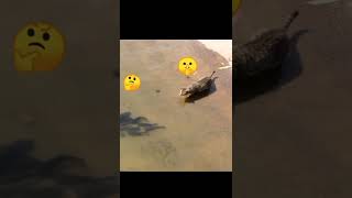 Download lagu Cat 🐈 vs Fish 🐠 mp3