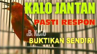 Download lagu TERAPI DAN PANCINGAN ANIS MERAH macet dan malas bunyi pasti ikut gacor mp3