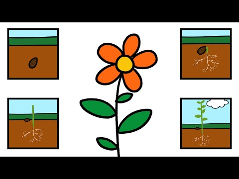 Little Seed | Lifecycle of a Plant Song | Miss Molly Sing Along Songs