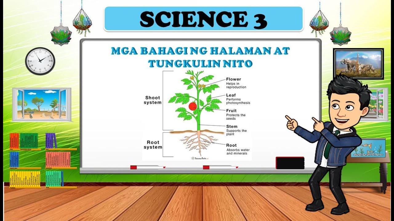 Mga Bahagi ng Halaman at Tungkulin Nito - SCIENCE 3 - QUARTER 2 -