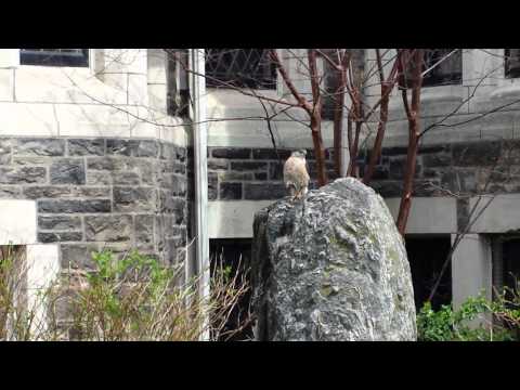 download lagu mp3 mp4 At Rosedale United, download mp3 At Rosedale United free downloadn, video klip At Rosedale United