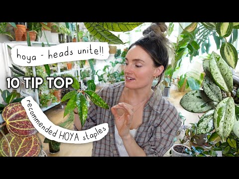 10 Recommended HOYA Staples + Growing Practices 🌱