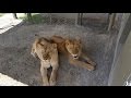 Maggie \u0026 Sonja - Rescued Circus Lionesses mp3