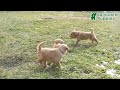 Goldendoodle dogs for sale: Blossom - Video 1