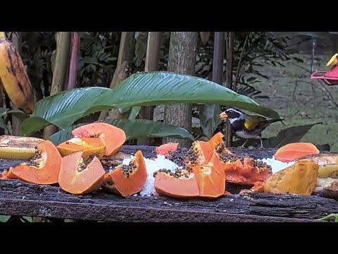 Orange-billed Sparrow Makes a Long Visit to the Feeder | June 17 2023