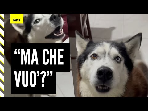 Aaron, the dog who "speaks" Neapolitan