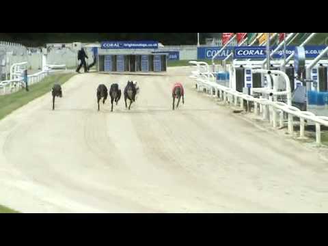 Greyhound racing