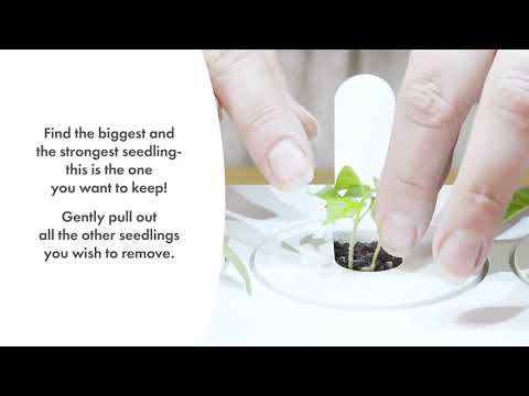 Click&amp;Grow Vaisių ir daržovių mišinys 9 vnt. video