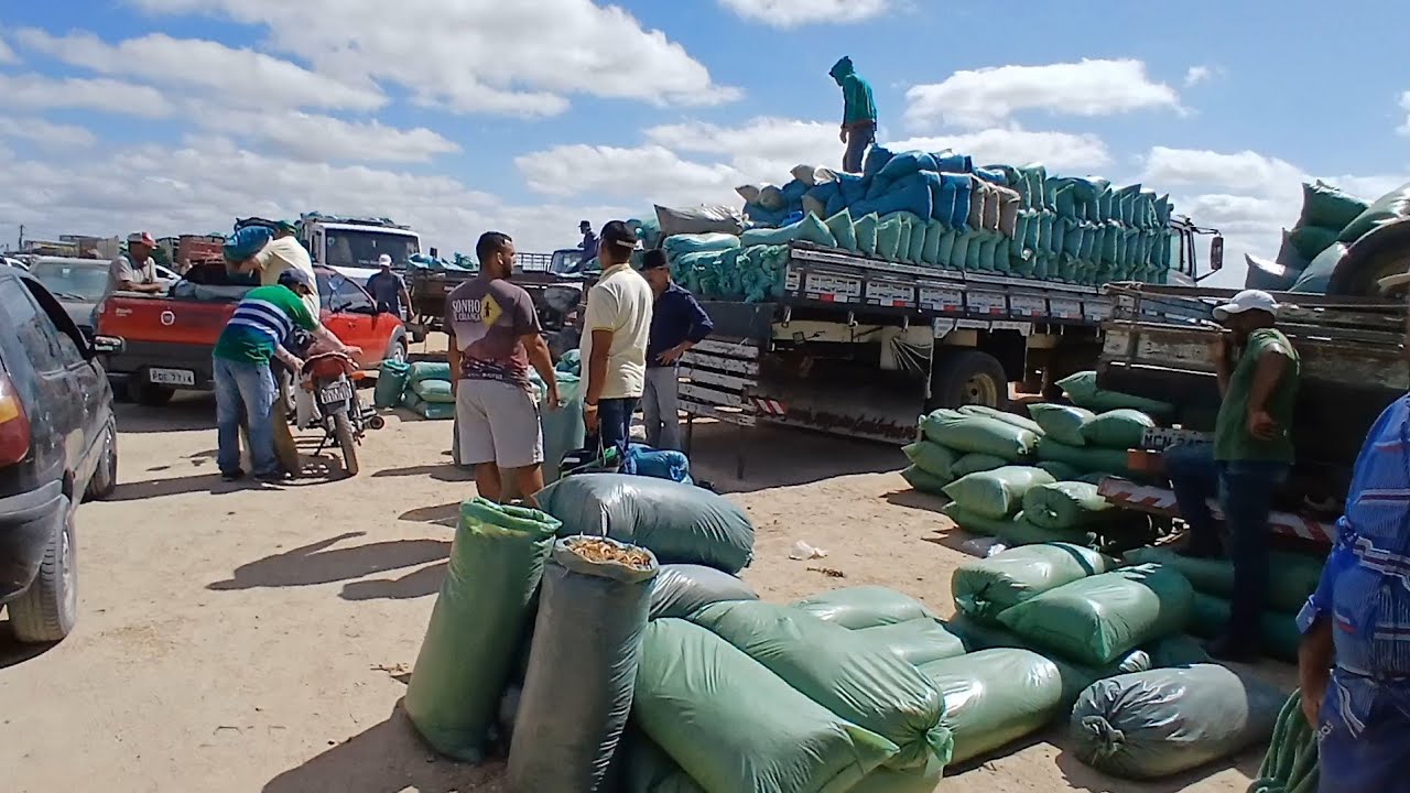 FEIRA DE RACAO DE CAPOEIRAS EN PERNAMBUCO 13 de dezembro de 2024