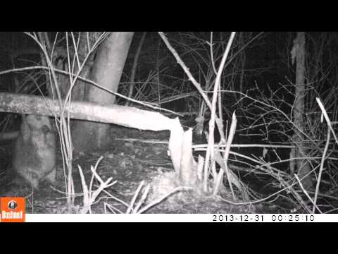 Biber fällt einen Baum