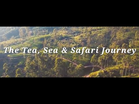 The Resplendent Journey - Tea, Sea & Safari | Three Min Film