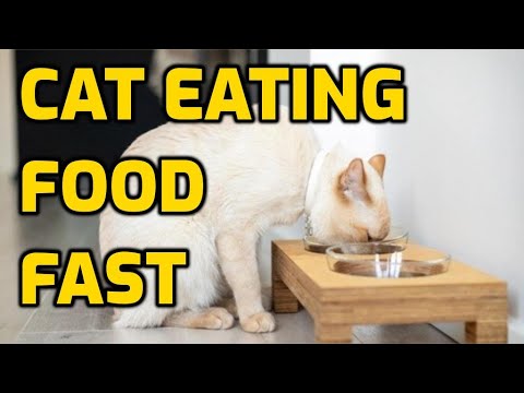 Why Do Cats Eat So Quickly?