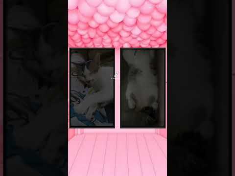 Roberto vs Pye #shorts #cat