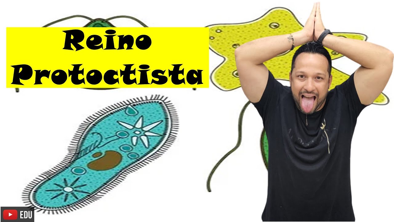 Reino Protoctista (Protista) - Características Gerais e Participantes - Microbiologia