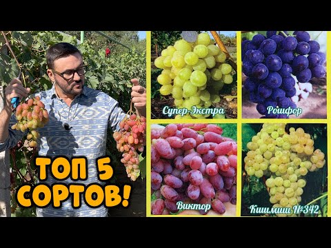 ЛУЧШИЕ СОРТА ВИНОГРАДА. Как правильно выращивать виноград?
