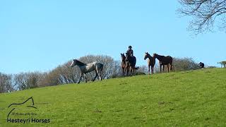 Dreamer ~ Jenn Grant ~ Equestrian Music Video