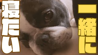 妻と寝たいワンコ🐶