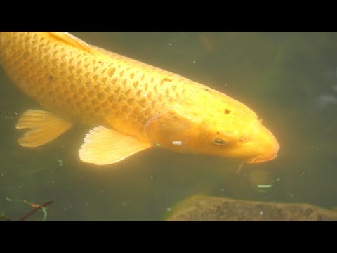 Meet the residents of Sanshiro Pond (Audio:EN, Subs:EN|JP)