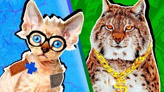 Каждый раз когда я возвращаюсь с ловли коты всех