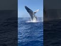 Amazing CLOSE-UP Humpback Whale Breach!